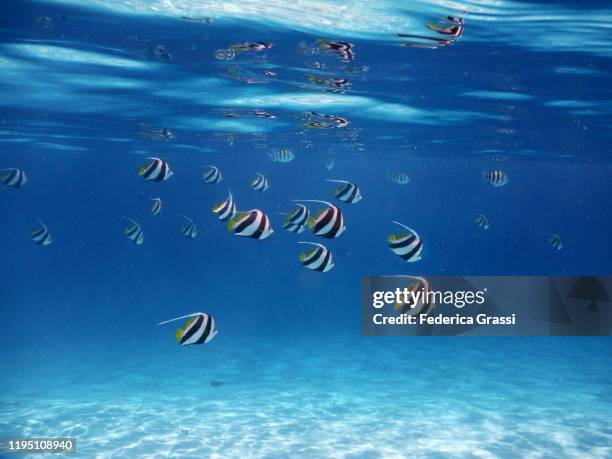 shoal of heniochus diphreutes (schooling bannerfish), fihalhohi island, maldives - pesce farfalla foto e immagini stock