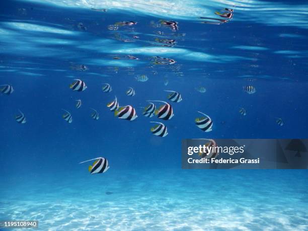 shoal of heniochus diphreutes (schooling bannerfish), fihalhohi island, maldives - 蝴蝶魚 個照片及圖片檔