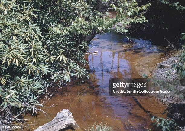 Vernacular photograph taken on a 35mm analog film transparency, believed to depict green plants beside body of water during daytime, 1965. Major...