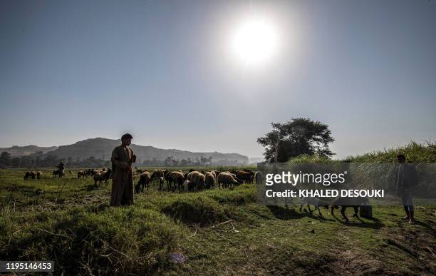 Khaled Rabie, a 13-year-old shepherd, guides his flock to drink from the Nile river in the village of Gabal al-Tayr north of Egypt's southern city of...