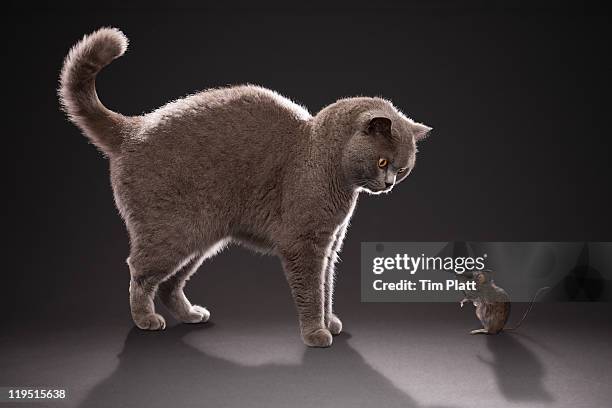 cat and mouse - animals hunting - fotografias e filmes do acervo