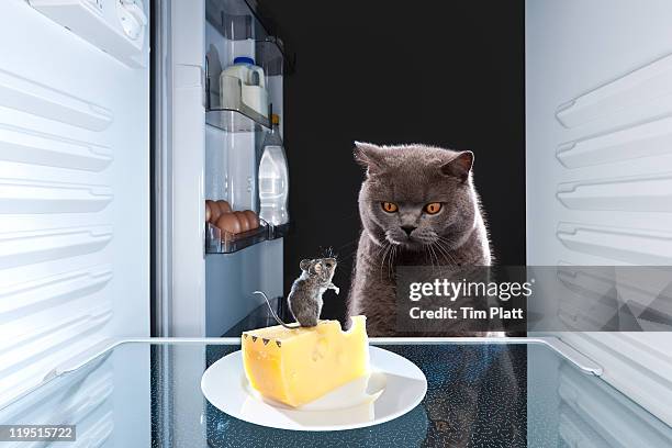 cat looking at a mouse in a fridge. - rodent stock pictures, royalty-free photos & images