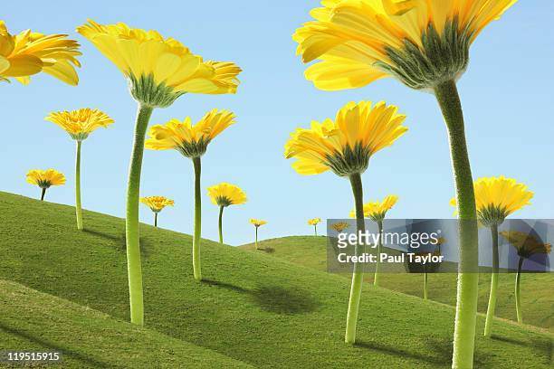 large flowers (gerber daisies) in green hills - dreamlike stock pictures, royalty-free photos & images