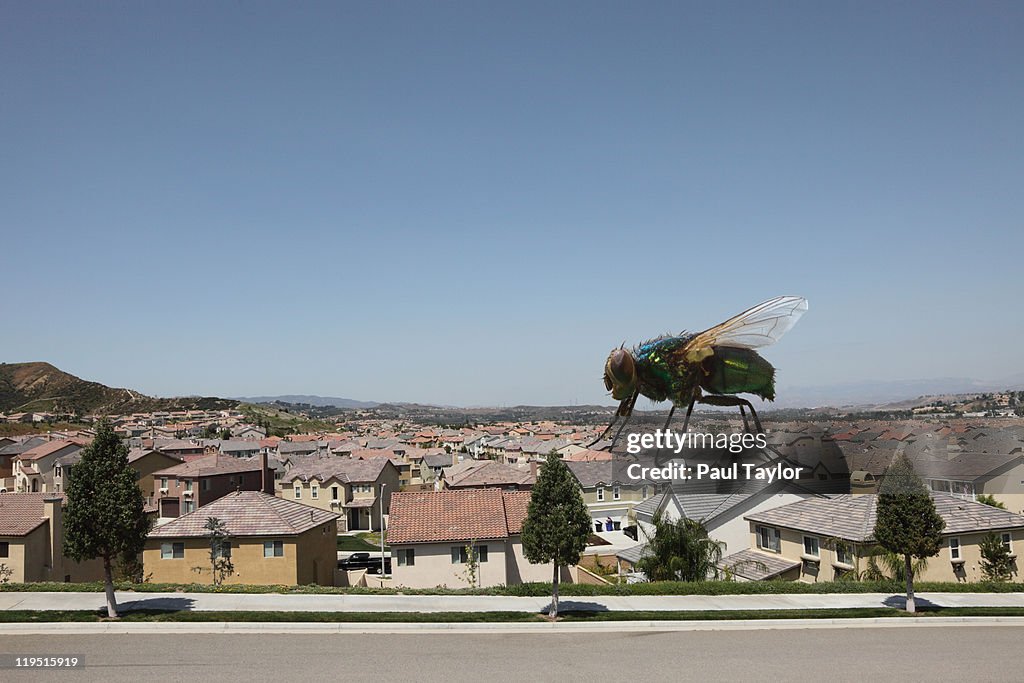 Large Fly on Houses