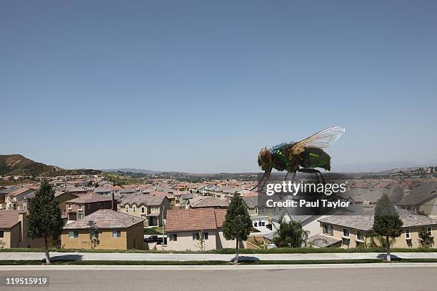 large fly on houses - santa clarita 個照片及圖片檔