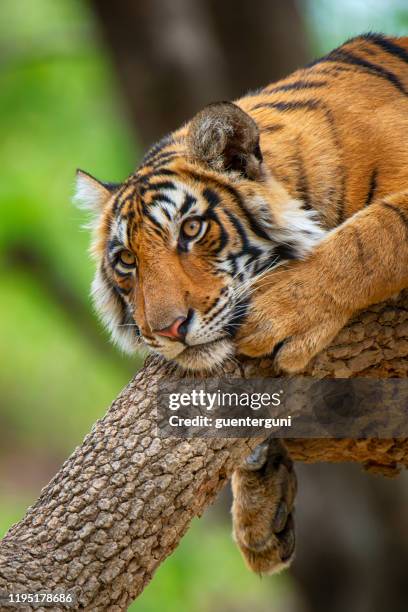 bengal tiger (panthera tigris tigris) on a tree, wildlife shot - ranthambore national park stock pictures, royalty-free photos & images