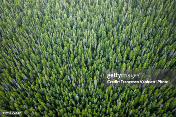 forest from above, mt hood national park, oregon, usa. - mt hood national forest fotografías e imágenes de stock