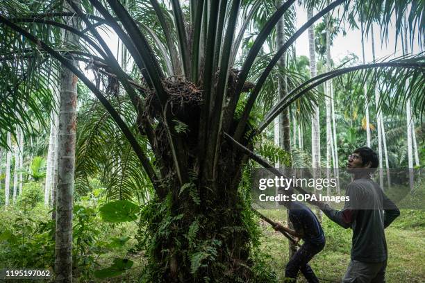 Acehnese workers harvest palm oil fruits at a palm oil plantation area in Kuta Makmur, North Aceh Regency. After two consecutive years of distress,...