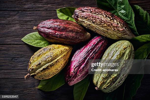 high angle view of fresh cacao fruits and leaves placed on top of a rustic old fashioned table - chocolate top view imagens e fotografias de stock