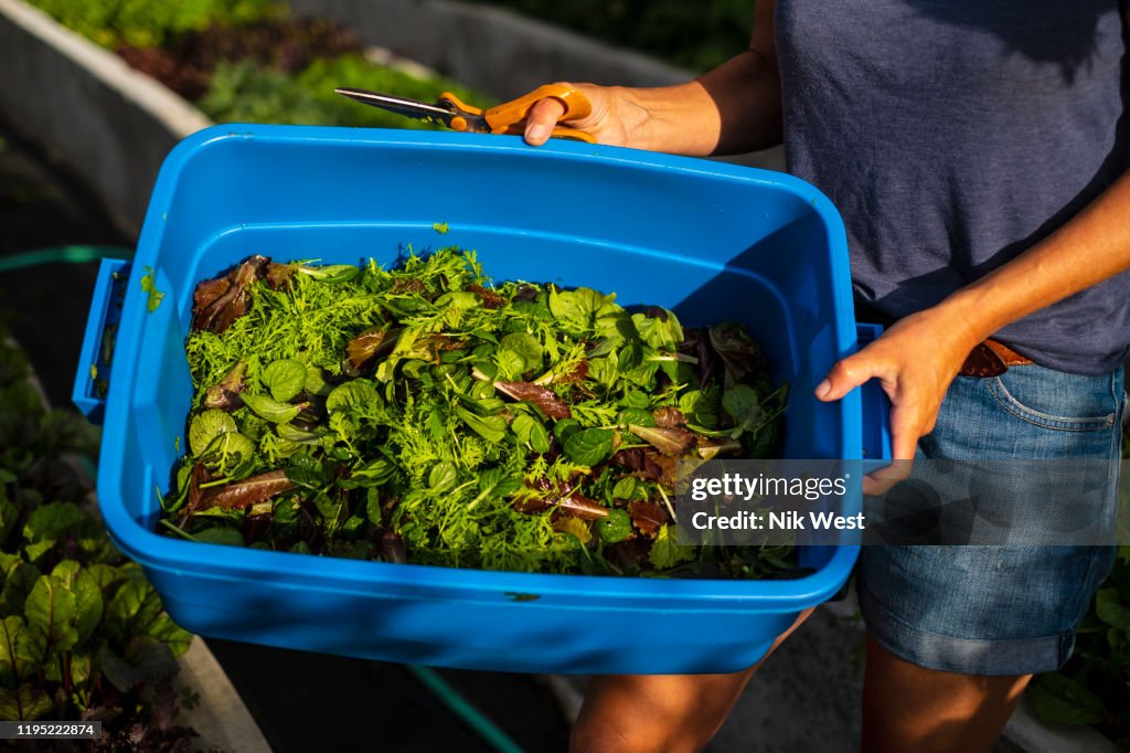 Farmer Harvesting Fresh Salad Greens In Bin High-Res Stock Photo ...
