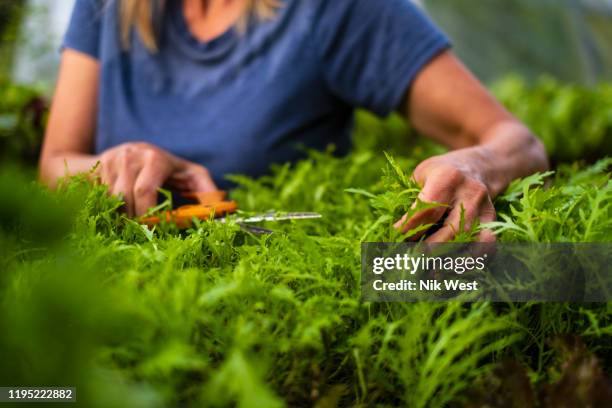 close up woman trimming vegetable plant - arugula stock pictures, royalty-free photos & images
