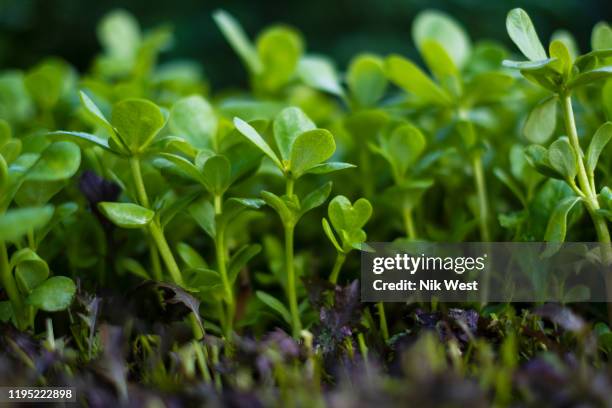 close up vibrant green seedling purslane plant - portulak stock-fotos und bilder