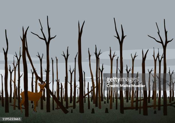 deer standing among burned trees in woods after forest fire - dead stock illustrations
