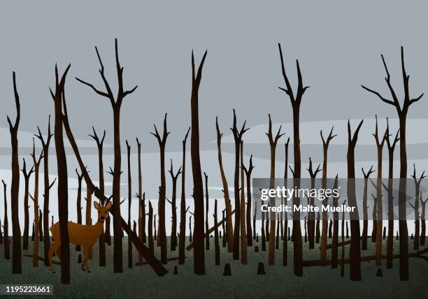 deer standing among burned trees in woods after forest fire - 燒毀的 幅插畫檔、美工圖案、卡通及圖標