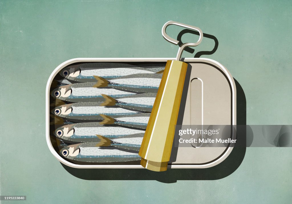 Open can of sardines