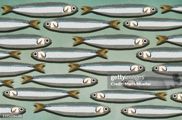 30点のイワシ 群れイラスト素材 Getty Images 30点のイワシ 群れイラスト素材 Getty Images