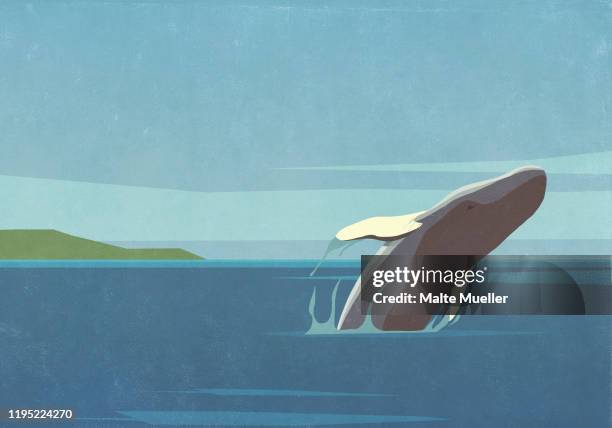 whale breaching in ocean - endangered species stock illustrations