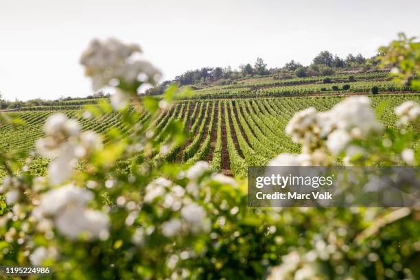 idyllic, sunny vineyard landscape, beaune, burgundy, france - beaune france stock pictures, royalty-free photos & images