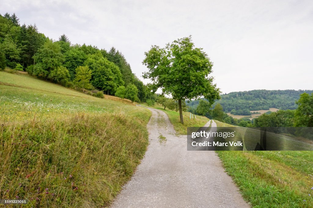 Divided path on rural, green hillside, Unterregenbach, Hohenlohe, Germany