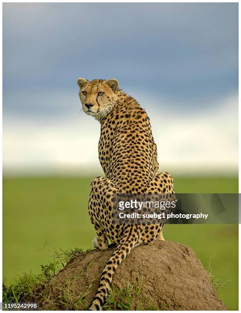 cheetah sitting on a  mound in the masai mara - cheetah stock pictures, royalty-free photos & images
