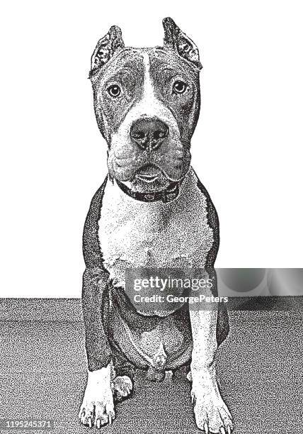 pit bull terrier dog in animal shelter, hoping to be adopted - great depression white background stock illustrations
