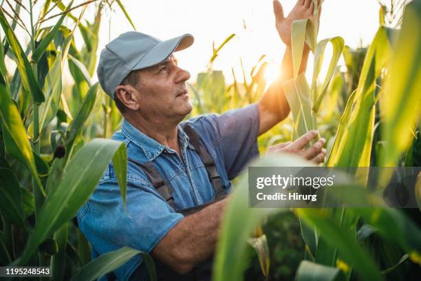 un agricoltore anziano sta esaminando il mais - pannocchia foto e immagini stock