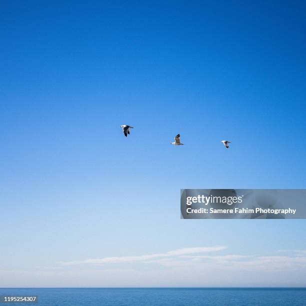 three seagulls flying above sea at daytime - 少数の動物 ストックフォトと画像