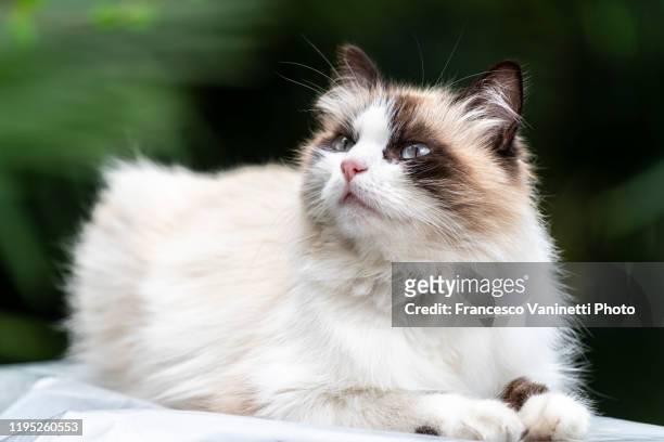 birman cat, italy. - fancy cat stock pictures, royalty-free photos & images