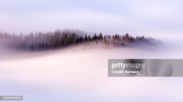 slow moving clouds over the pine forest in the german alps - neblina imagens e fotografias de stock