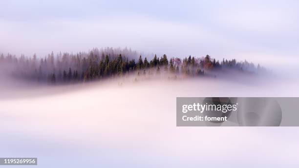 slow moving clouds over the pine forest in the german alps - nevoeiro imagens e fotografias de stock