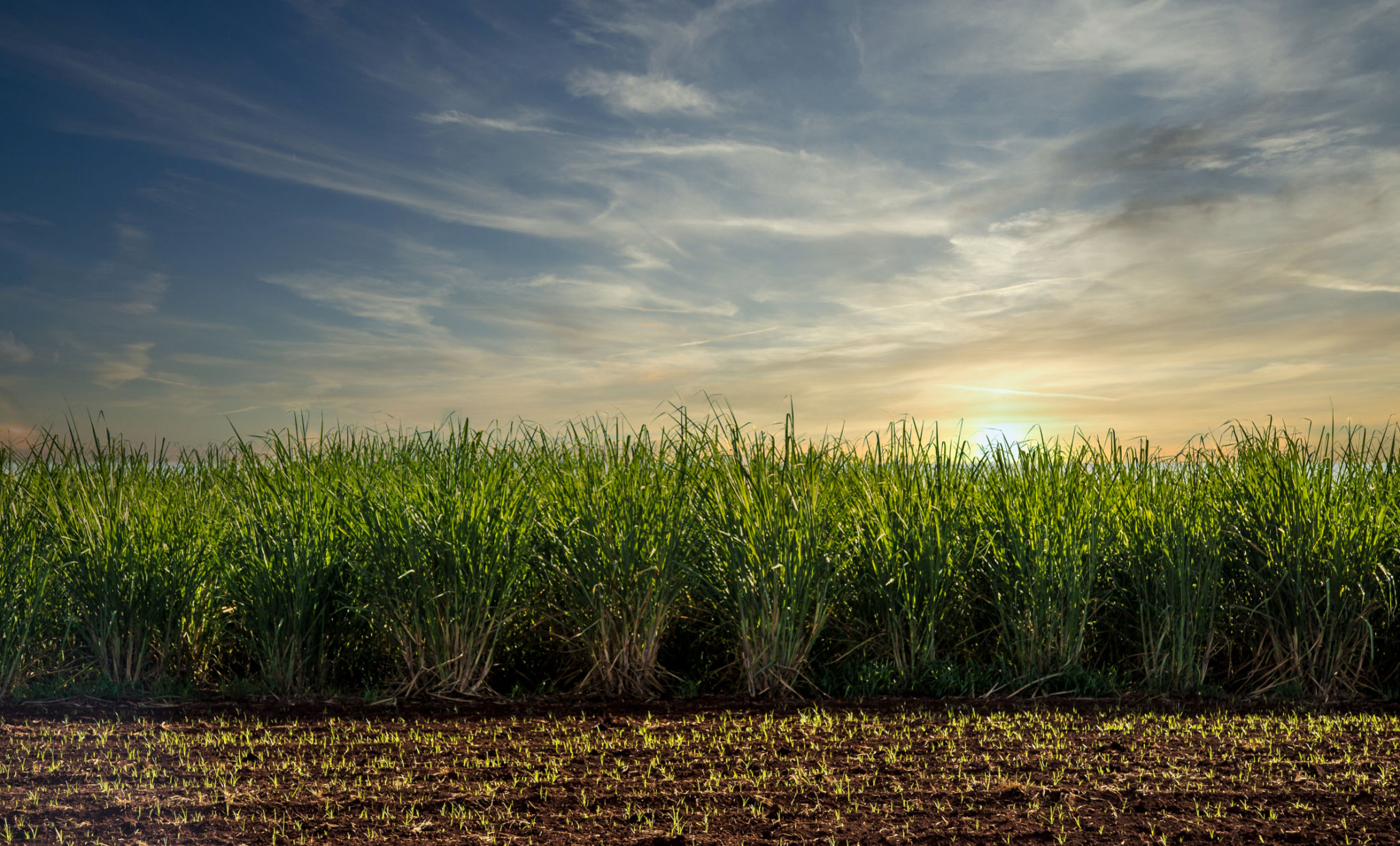 sugar cane field