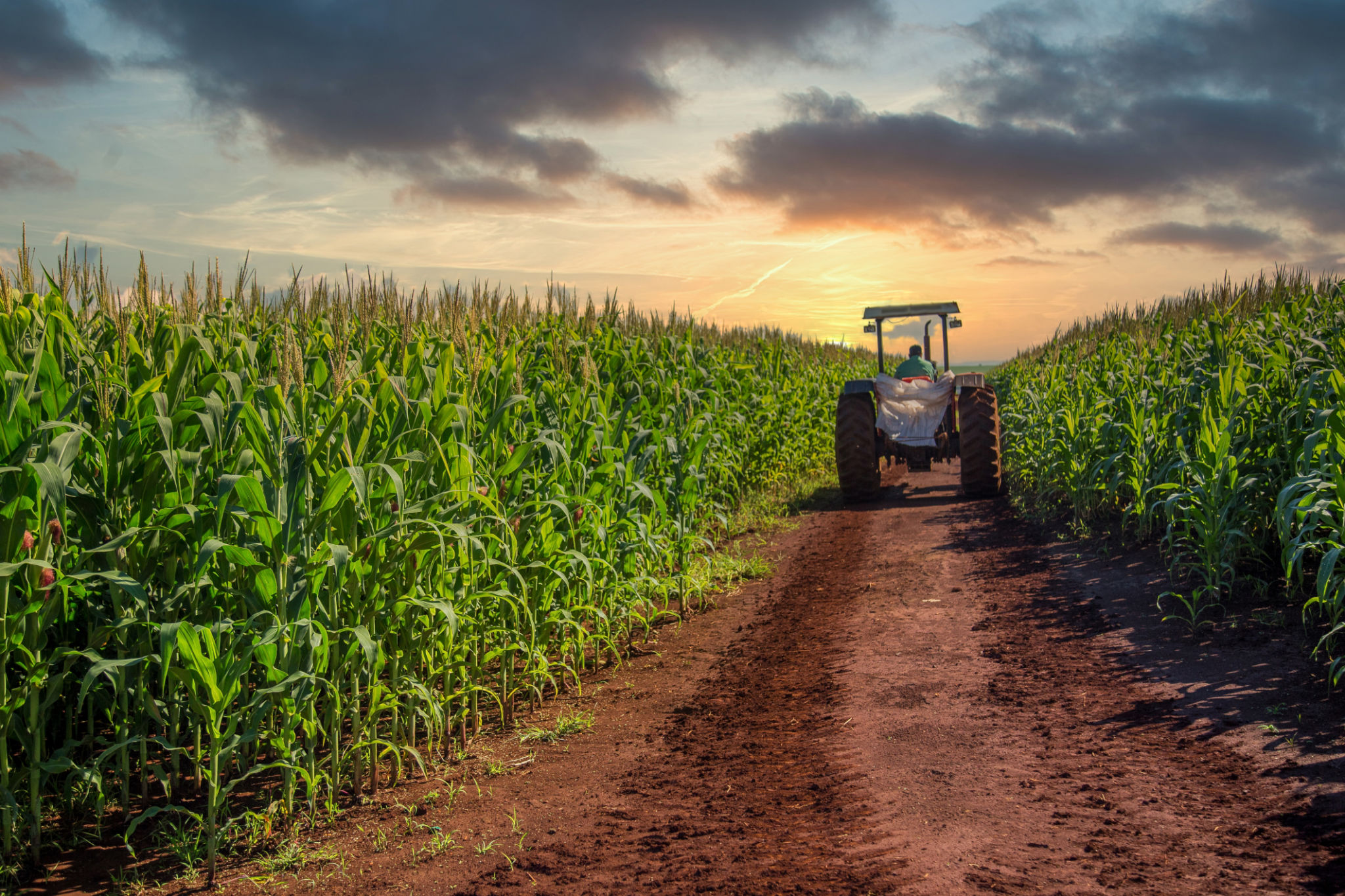 brazilian farm