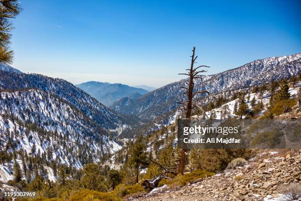 pine forest - san gabriel mountains stock pictures, royalty-free photos & images