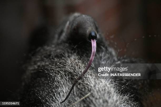 Newborn giant anteater puts out his tongue while sitting on his mother Zenobia in their enclosure at the zoo in Dortmund, western Germany, on January...