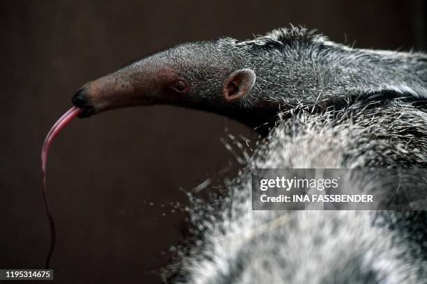 Newborn giant anteater puts out his tongue while sitting on his mother Zenobia in their enclosure at the zoo in Dortmund, western Germany, on January...