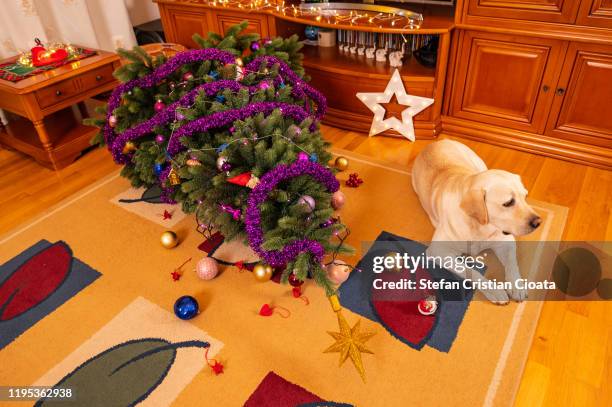 yellow labrador destroys christmas tree - anti gravity 個照片及圖片檔