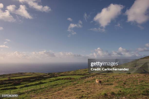 corvo island, azores - corvo azoren stock-fotos und bilder