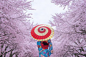 Asian woman wearing japanese traditional kimono and cherry blossom in spring, Japan.