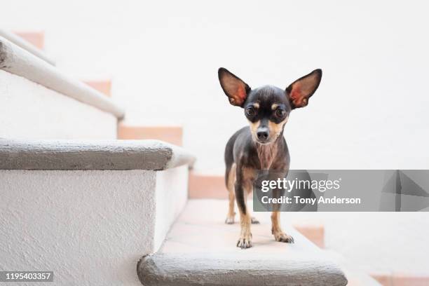 chihuahua standing on stairs looking at camera - chihuahua dog ストックフォトと画像