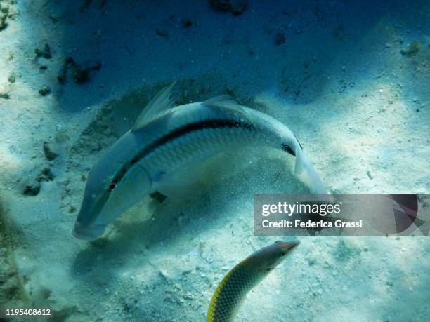 parupeneus barberinus (dash & dot goatfish), fihalhohi island, maldives - parupeneus stock pictures, royalty-free photos & images