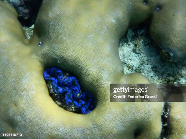 blue tridacna clam or giant clam, fihalhohi island, maldives - boring clam stock pictures, royalty-free photos & images