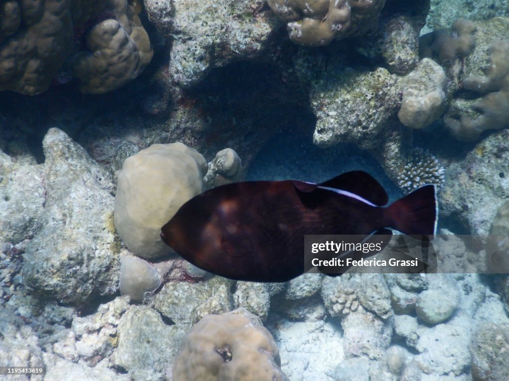 Black Triggerfish or Black Durgon (Melichthys niger), Fihalhohi Island, Maldives