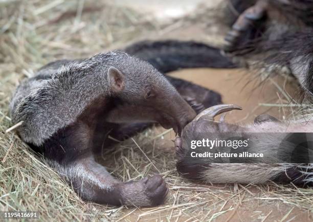 January 2020, North Rhine-Westphalia, Dortmund: A few weeks old baby anteater plays with his mother in the zoo enclosure, showing off his long...