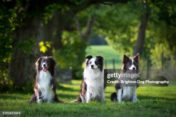 portrait of three dogs sitting down in a countryside setting - collie stock pictures, royalty-free photos & images