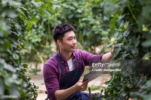 有機農場で植物をチェックする若い男性農家 - asian farmer ストックフォトと画像