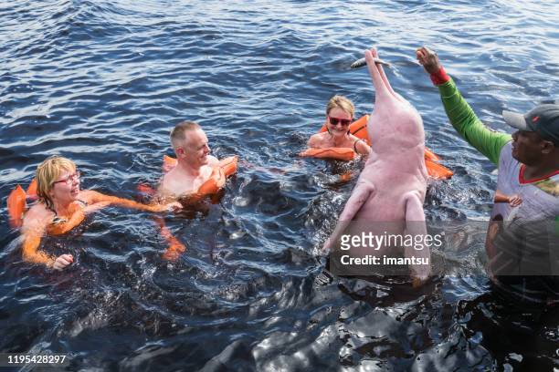 tourists feeding the famous pink dolphin in manaus, brazil - boto river dolphin imagens e fotografias de stock