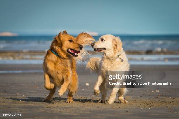 two dogs running along together on the beach - two dogs stock pictures, royalty-free photos & images