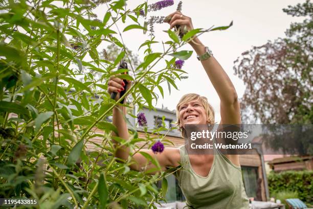 happy woman gardening pruning butterfly bush - butterfly bush stock pictures, royalty-free photos & images