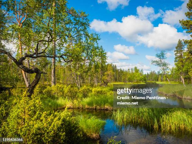 river flowing through remote forest in the finnish lapland - inari finland bildbanksfoton och bilder