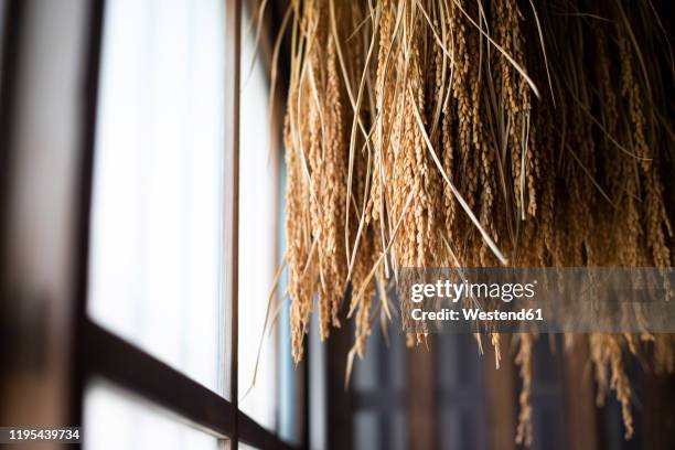 japan, takayama, sake rice hanging indoors - rice plant close up stock pictures, royalty-free photos & images